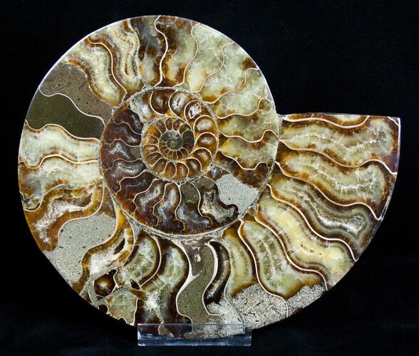 Large / Inch Wide Ammonite (Half) #3310
